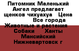 Питомник Маленький Ангел предлагает щенков чихуахуа › Цена ­ 10 000 - Все города Животные и растения » Собаки   . Ханты-Мансийский,Нижневартовск г.